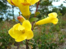 Aureolaria flava Smooth False Foxglove